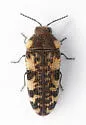 Acmaeodera marginenotata - photo 3