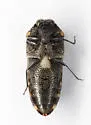 Acmaeodera marginenotata - photo 4