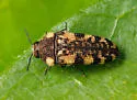 Acmaeodera marginenotata - photo 5