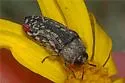 Acmaeodera miliaris - photo 2