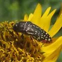 Acmaeodera miliaris - photo 3