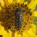 Acmaeodera miliaris - photo 4