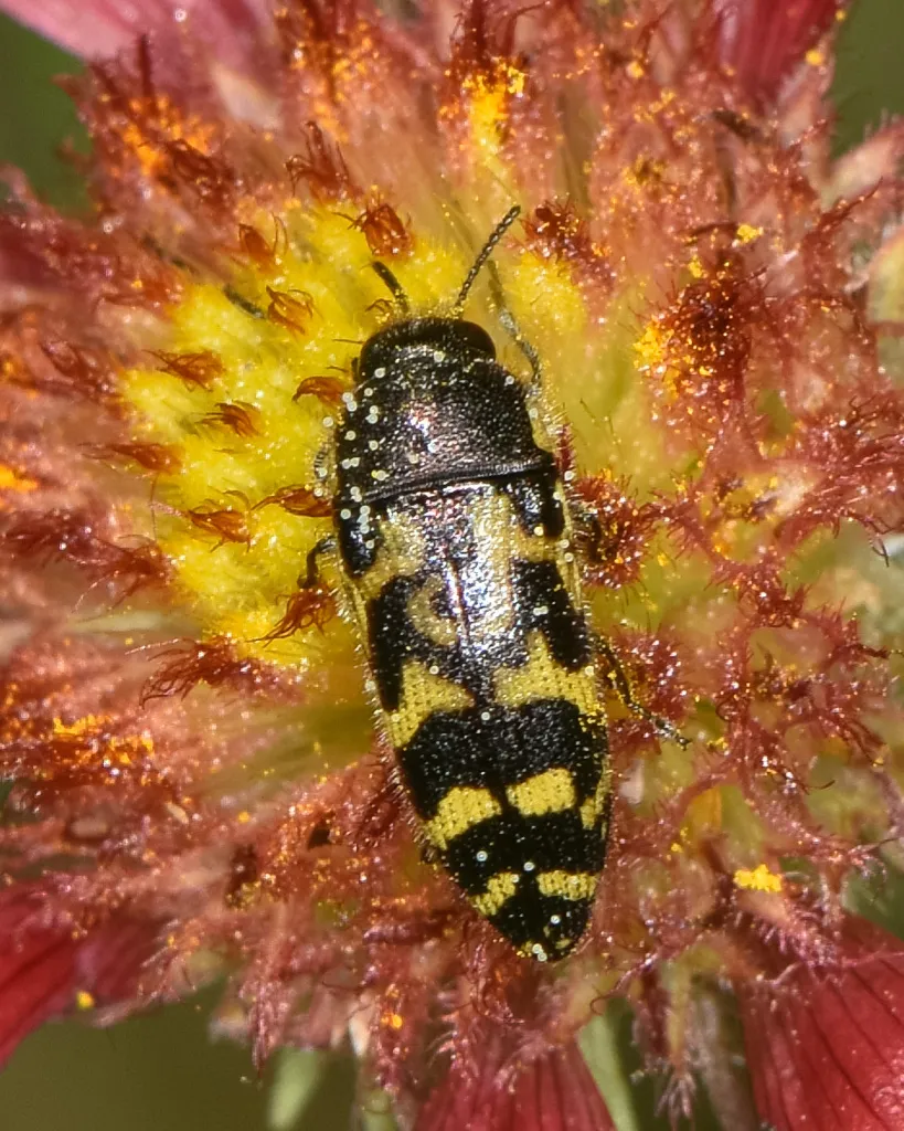 Acmaeodera mixta - Acmaeodera mixta