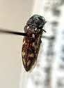Acmaeodera mojavei - Acmaeodera mojavei
