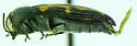 Acmaeodera natlovei - photo 4