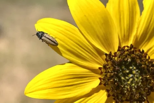 Acmaeodera navajo - Acmaeodera navajo