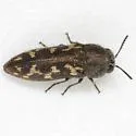 Acmaeodera neoneglecta - photo 2
