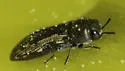 Acmaeodera neoneglecta - photo 4