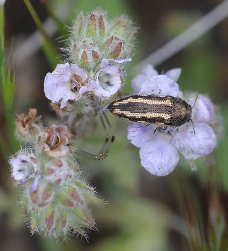 Acmaeodera nigrovittata