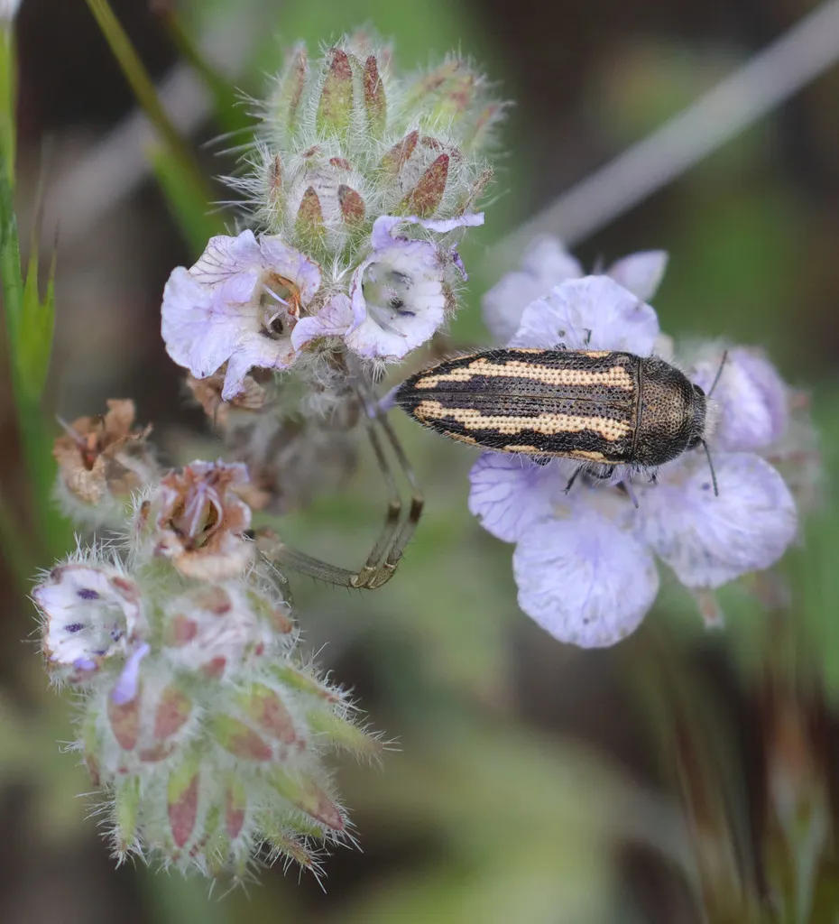 Acmaeodera nigrovittata - photo 2