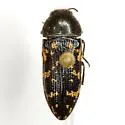Acmaeodera obtusa - photo 3