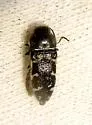 Acmaeodera obtusa - photo 5