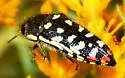 Acmaeodera opacula - photo 3