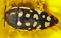 Acmaeodera opacula - photo 4