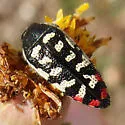 Acmaeodera opacula - photo 5