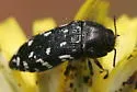 Acmaeodera ornata - photo 2