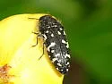 Acmaeodera ornata - photo 4