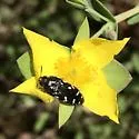 Acmaeodera ornata - photo 5