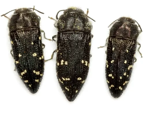 Acmaeodera ornatoides - Acmaeodera ornatoides