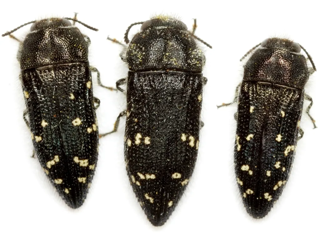 Acmaeodera ornatoides - photo 2