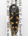 Acmaeodera panamintensis - Acmaeodera panamintensis