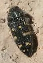 Acmaeodera panamintensis - photo 2