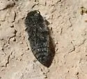 Acmaeodera panamintensis - photo 3