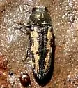 Acmaeodera parkeri - Acmaeodera parkeri