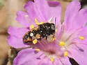 Acmaeodera parkeri - photo 2