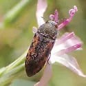 Acmaeodera parkeri - photo 3