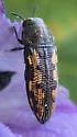 Acmaeodera parkeri - photo 5