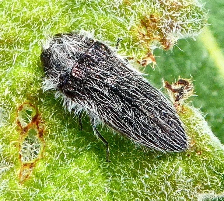 Acmaeodera perlanosa - photo 2
