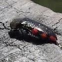 Acmaeodera plagiaticauda - Acmaeodera plagiaticauda