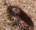 Acmaeodera plagiaticauda - photo 3