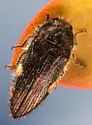 Acmaeodera plagiaticauda - photo 5