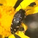 Acmaeodera pletura - Acmaeodera pletura