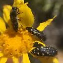Acmaeodera pletura - photo 2