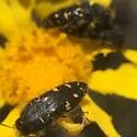 Acmaeodera pletura - photo 3
