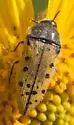 Acmaeodera princeps - photo 2