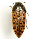 Acmaeodera princeps - photo 3