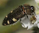 Acmaeodera prorsa - photo 2