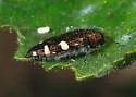 Acmaeodera prorsa - photo 3