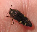 Acmaeodera prorsa - photo 4