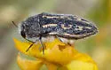 Acmaeodera pubiventris - photo 4