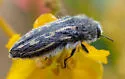 Acmaeodera pubiventris - photo 5