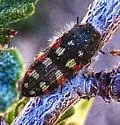 Bitterbrush Jewel Beetle - photo 3