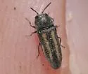 Acmaeodera quadrivittata - photo 4