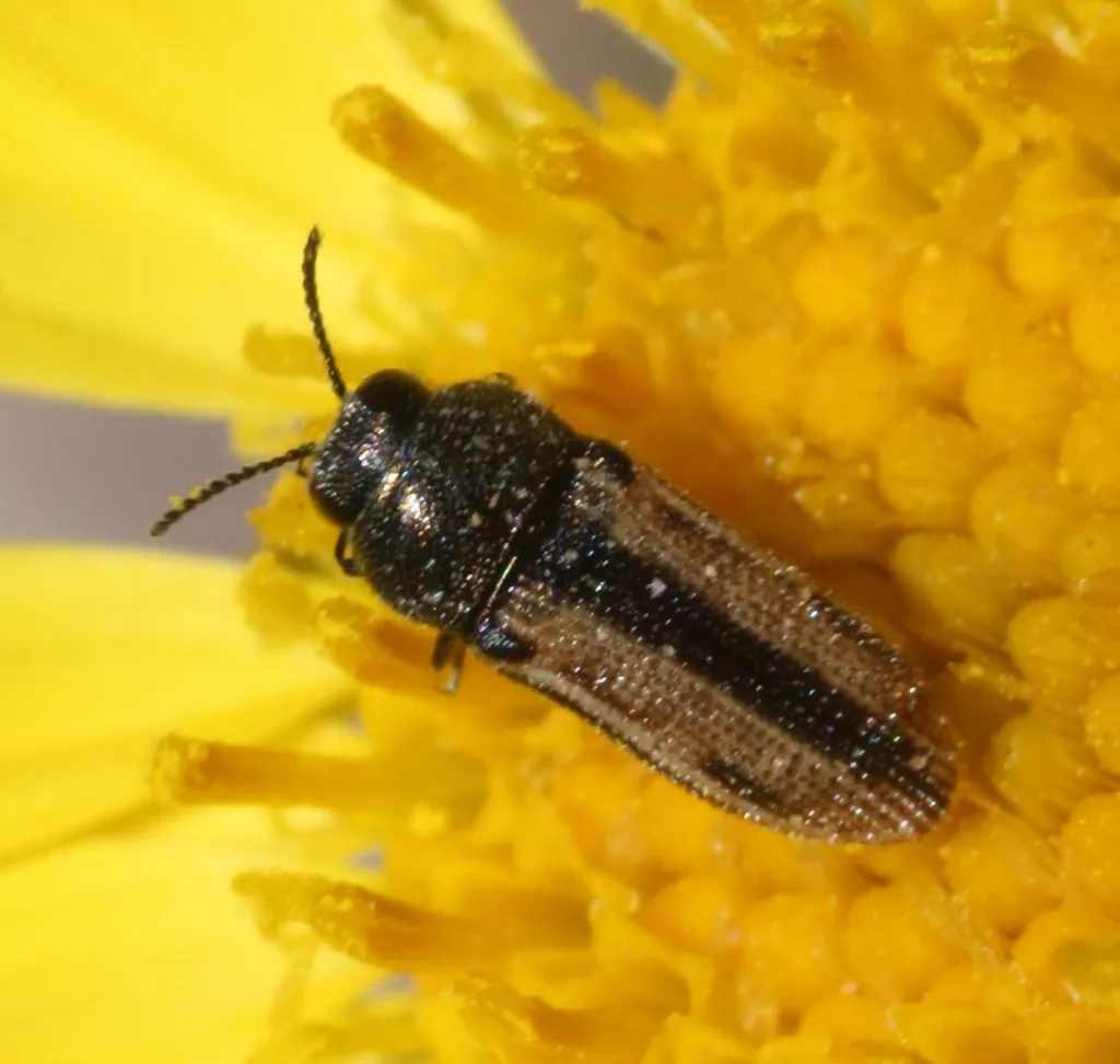 Acmaeodera quadrivittatoides - photo 2