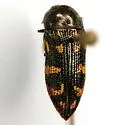 Acmaeodera recticollis - Acmaeodera recticollis