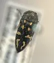 Acmaeodera recticollis - photo 4